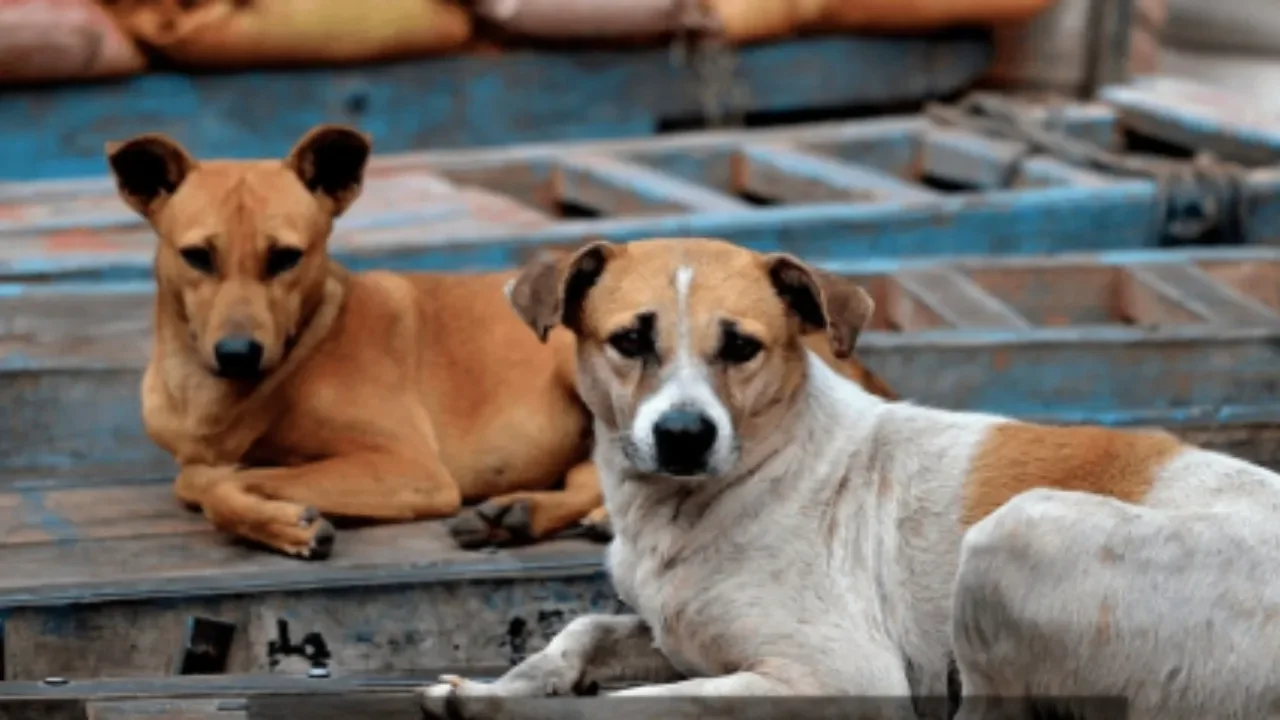 Sterilisation, vaccination of community dogs intensified in Perambalur - 1