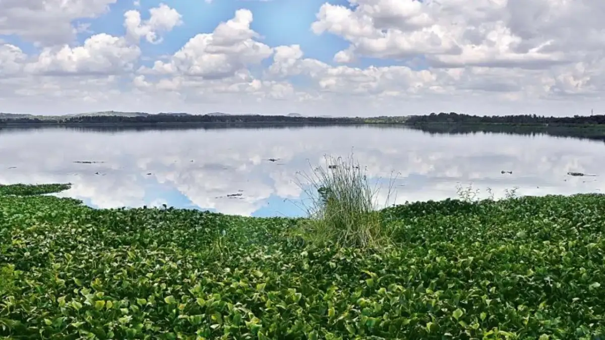 Karnataka’s ₹391 crore plan to dump pollution from Bengaluru on farmers in Kanakapura - 1