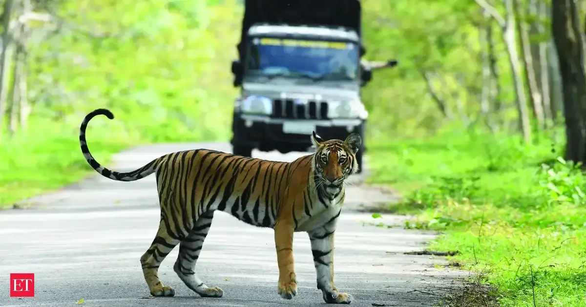 Tribals of Nagarahole call for continuing safari ban, condemn International Big Cat Alliance - 4