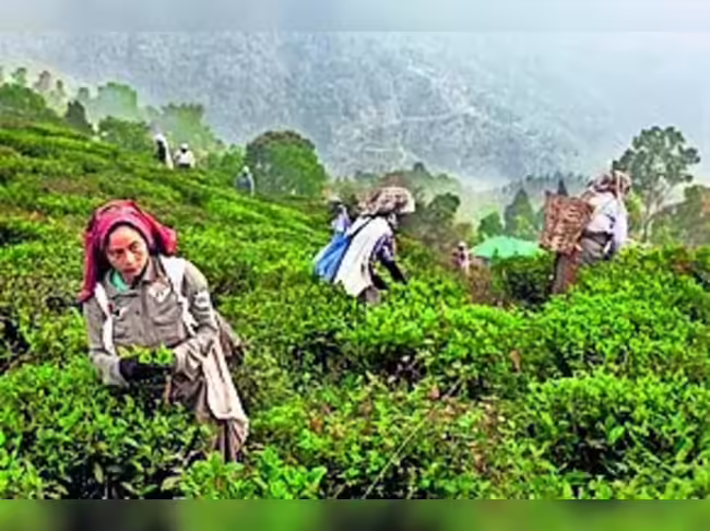 Tea workers’ wage hike notified in poll-bound Assam - 1