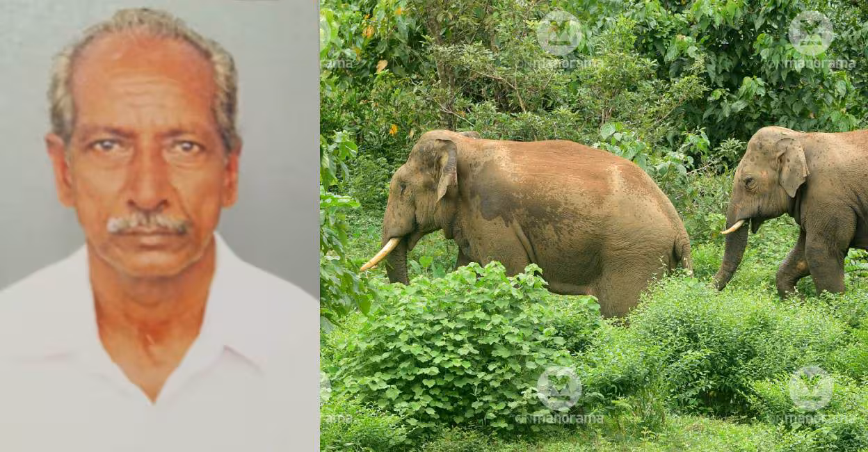 Forest watcher trampled to death by wild elephant in Chimmini forest - 1