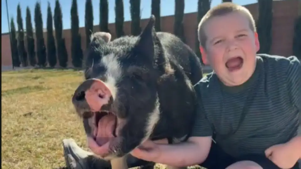 Boy Falls in Love with Pig for 4-H Project. His Mom Tells Him in Order to Keep the Animal, He Has to Do This (Exclusive) - 1