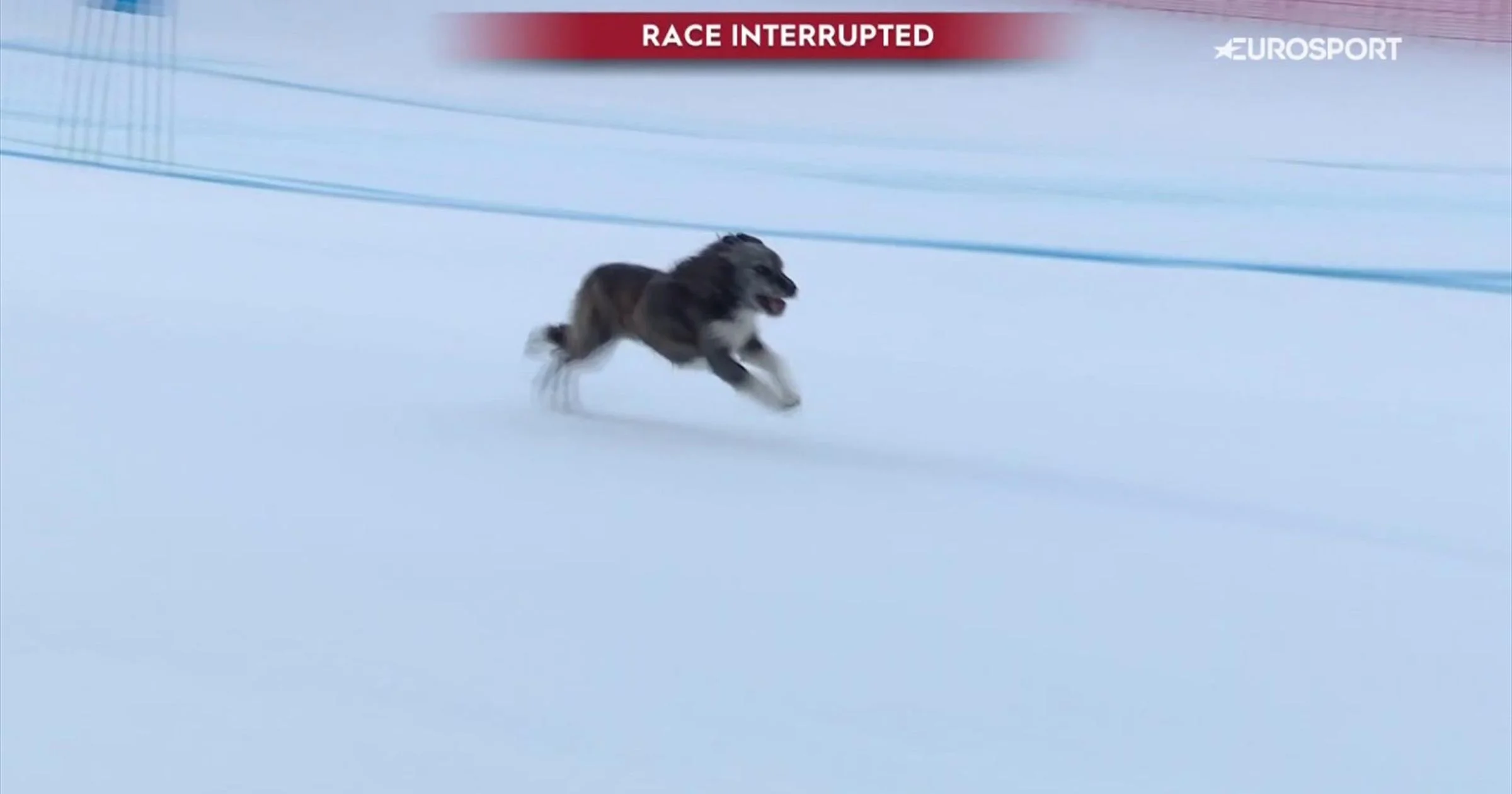 Is that a hu-ski?! Runaway dog risks causing 'disaster' at Winter Olympics after interrupting women's team cross country race - 2