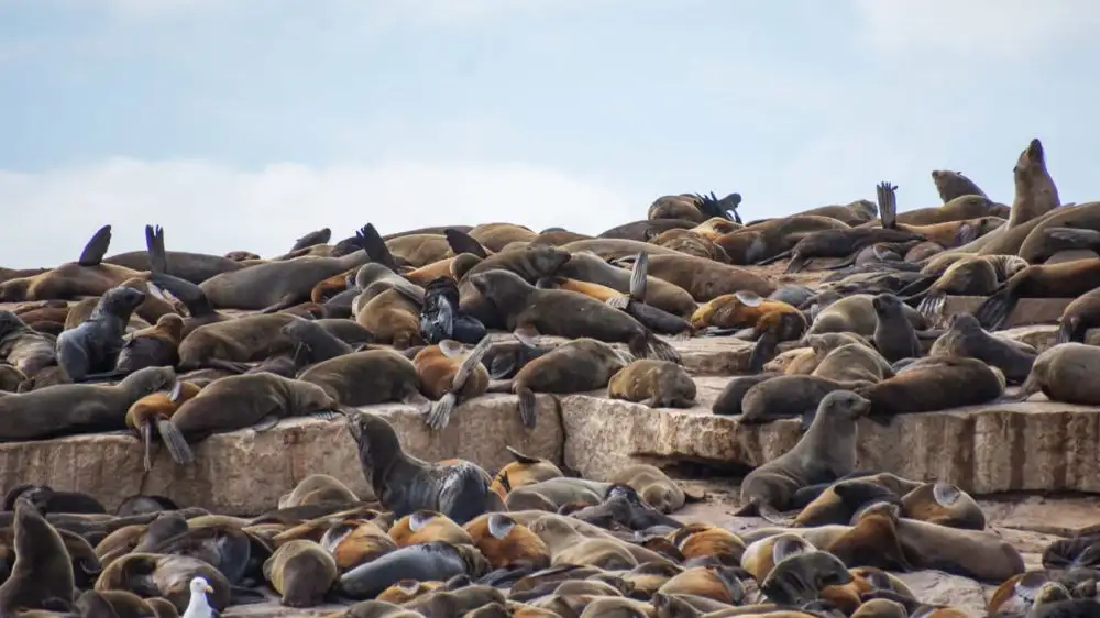 How this team is helping fur seals escape the scourge of plastic waste - 2