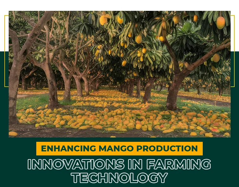 Mango farmers urged to reduce chemical use for better yields - 1