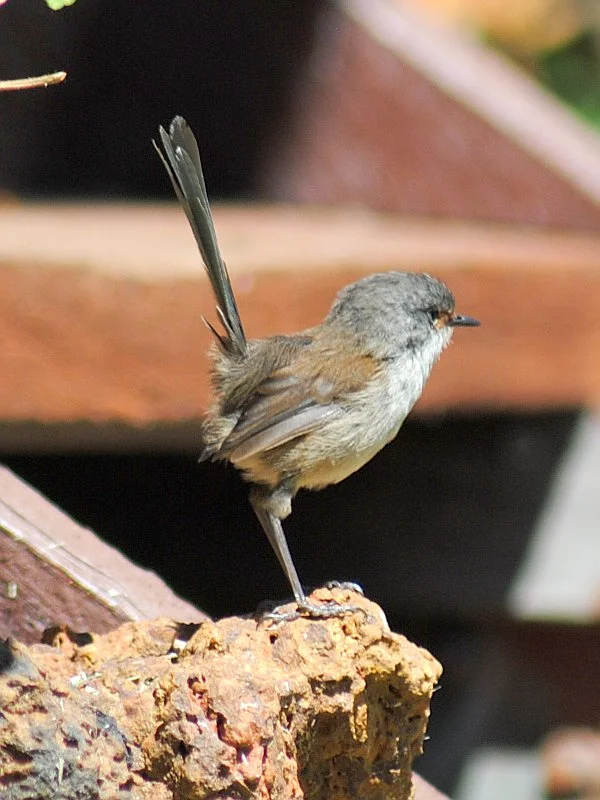 The radical world of red-winged fairy wrens - 2