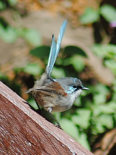 The radical world of red-winged fairy wrens - 3