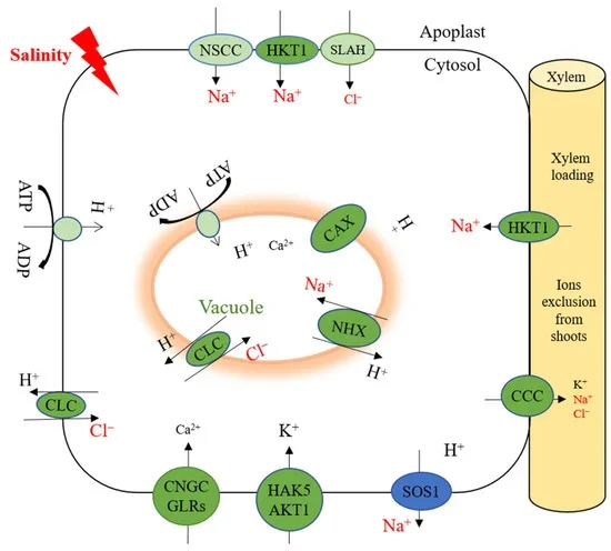 Plants pause, play and fast-forward their growth depending on types of climate stress - 3