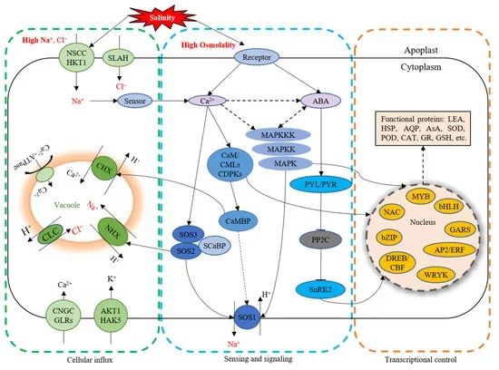 Plants pause, play and fast-forward their growth depending on types of climate stress - 4