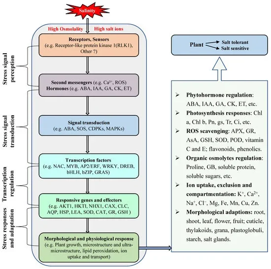 Plants pause, play and fast-forward their growth depending on types of climate stress - 2