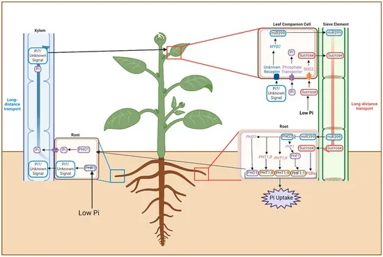 Plants pause, play and fast-forward their growth depending on types of climate stress - 1