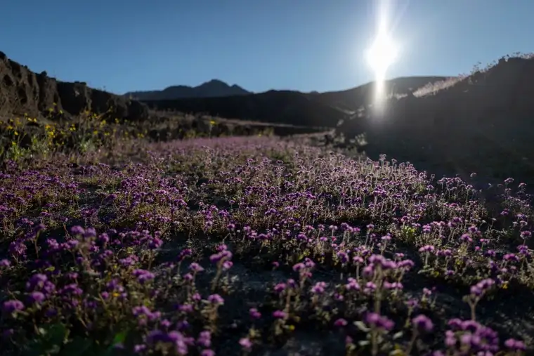 Death Valley sees most spectacular superbloom in decade... - 1