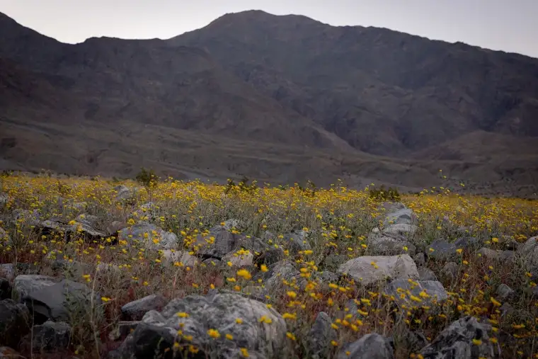 Death Valley sees most spectacular superbloom in decade... - 2