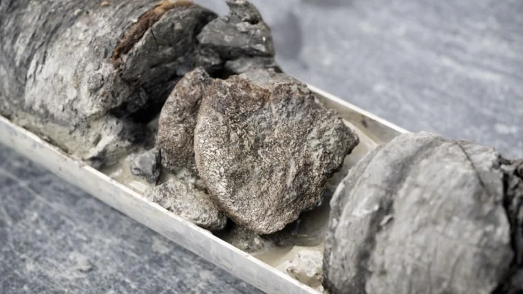 Fossils of huge 'hell heron' dinosaur unearthed in Niger - 1