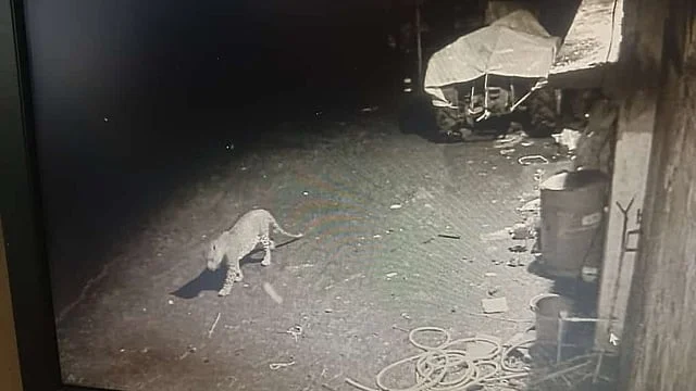 Residents relieved as camera footage confirms dog, not leopard, killed farmer’s lamb at village in Kerala’s Kannur - 2