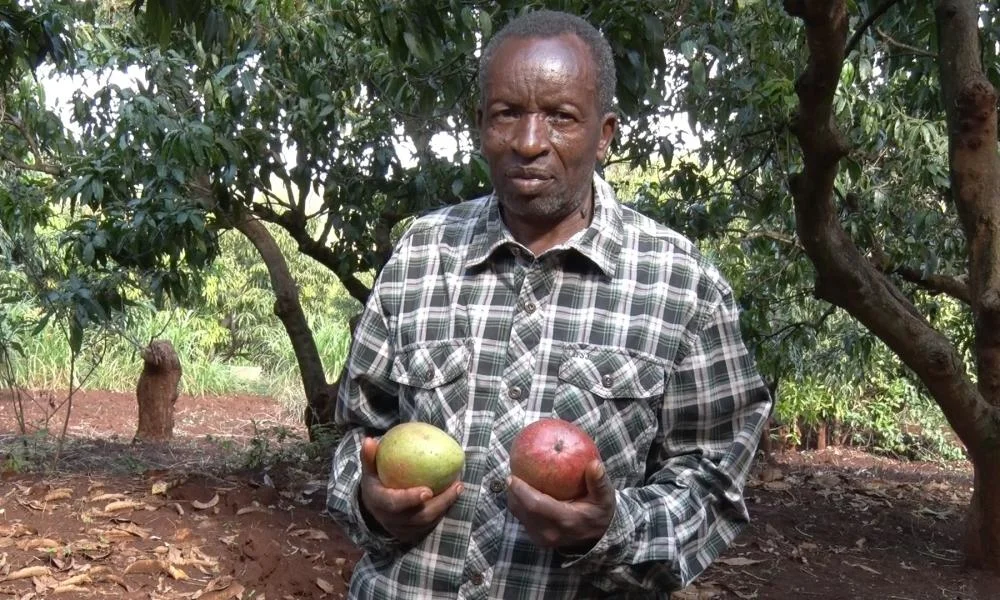 Mango farmers urged to reduce chemical use for better yields - 3