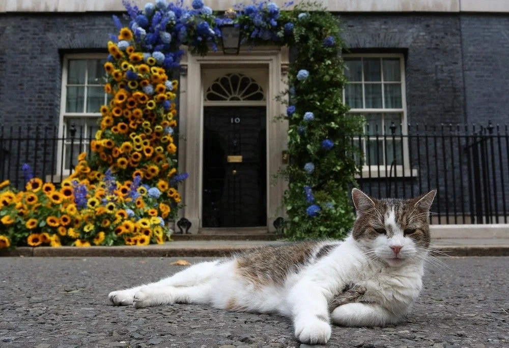 15 Years of Larry the Cat: 10 Photos of the Purr-manent Fixture Downing Street Can't Evict - 4