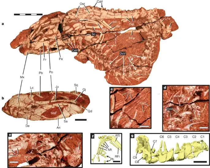 Largest known Mesozoic crocodyliform egg clutch discovered in Brazil - 2
