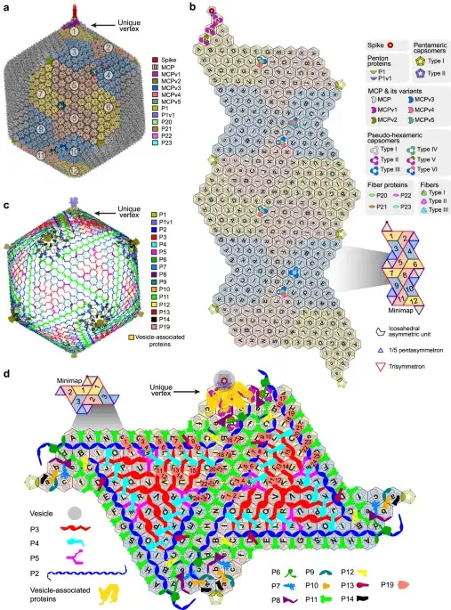 This giant virus just gave up its atomic blueprint - 1