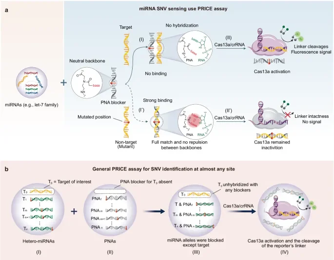 How DICER cuts microRNAs with single-nucleotide precision - 1