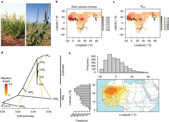 Archaeological survey at Gnith reveals new details about pearl millet's westward expansion - 2