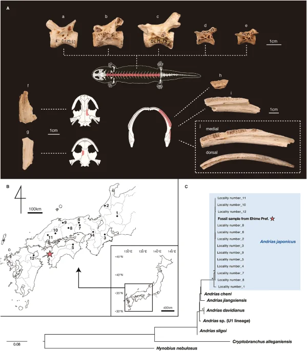 Globe-trotting ancient 'sea-salamander' fossils rediscovered from Australia's dawn of the Age of Dinosaurs - 4