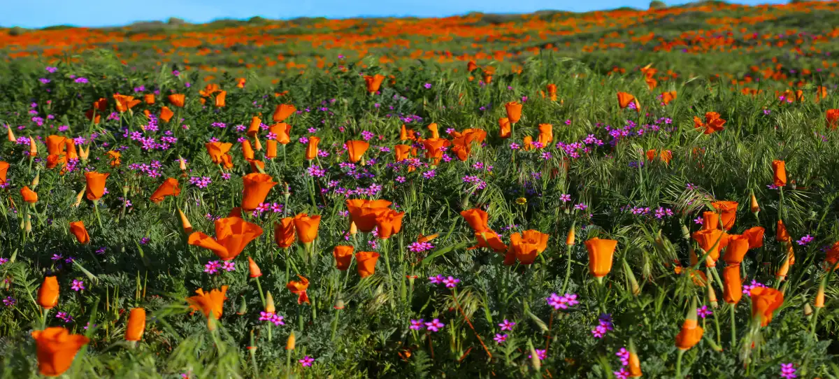 How to have the best Sunday in L.A., according to Phil Rosenthal - 1