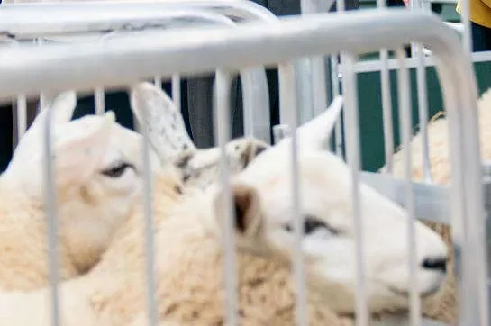 Hundreds of sheep saved from hay shed fire - 4