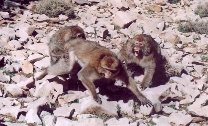 Are humans naturally violent? New research challenges long-held assumptions - 1