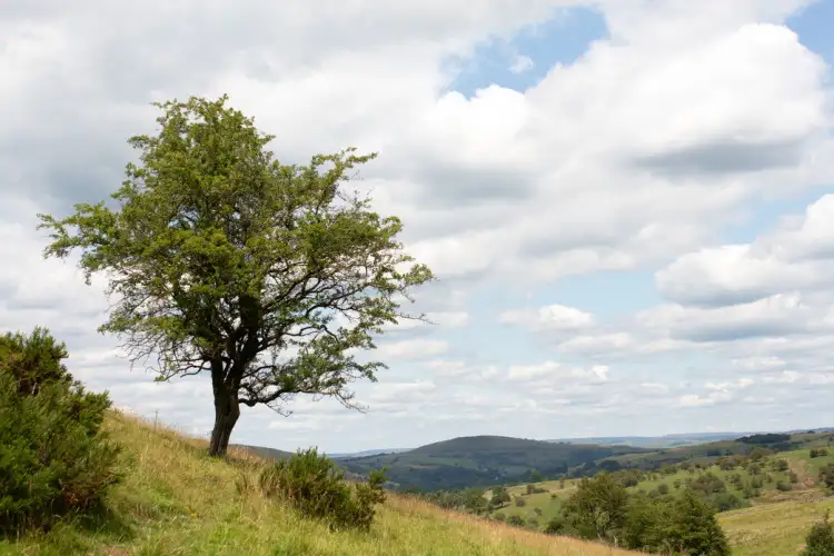 Wildlife trust buys land to create new reserve - 4