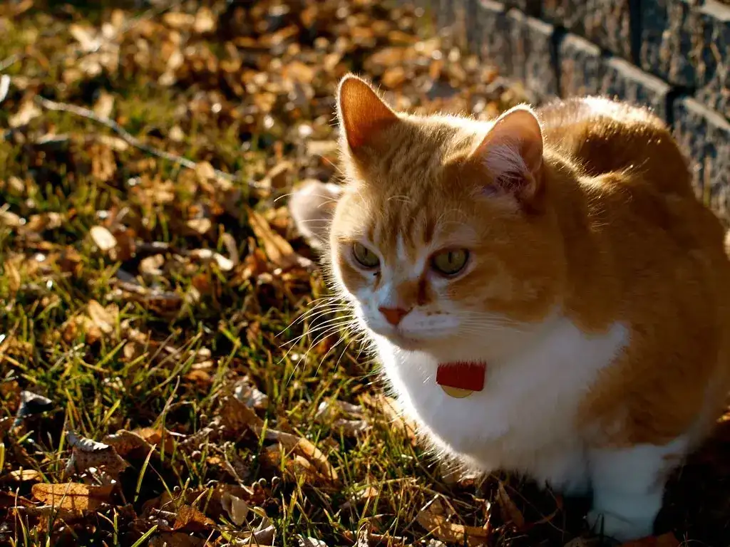 Why Falling Cats Always Seem to Land on Their Feet - 2