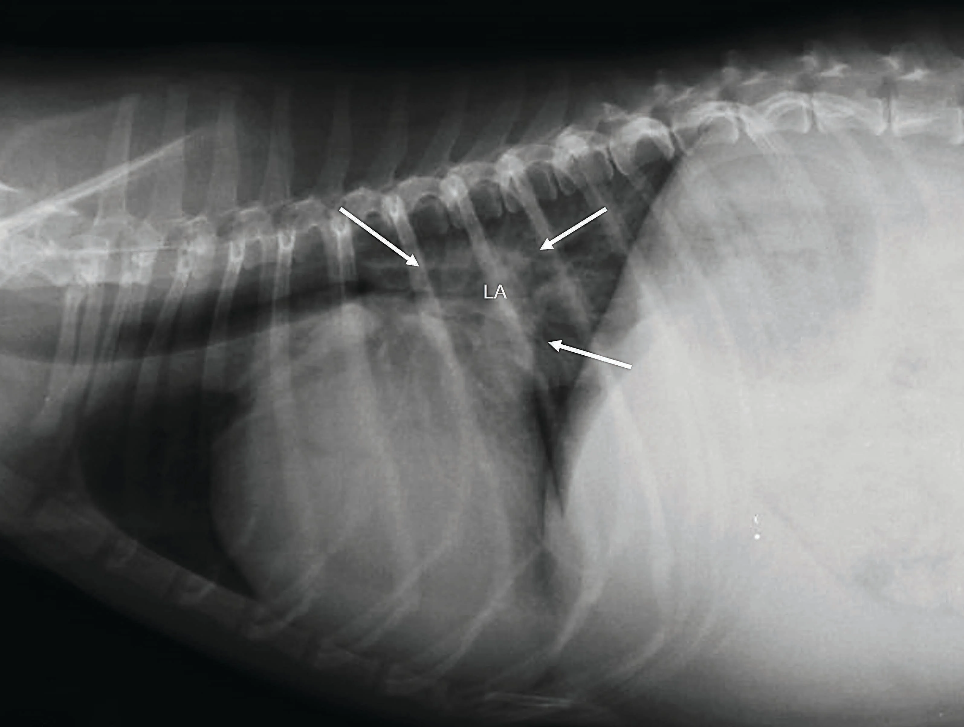 Can human heart failure interventions work in dogs? - 3