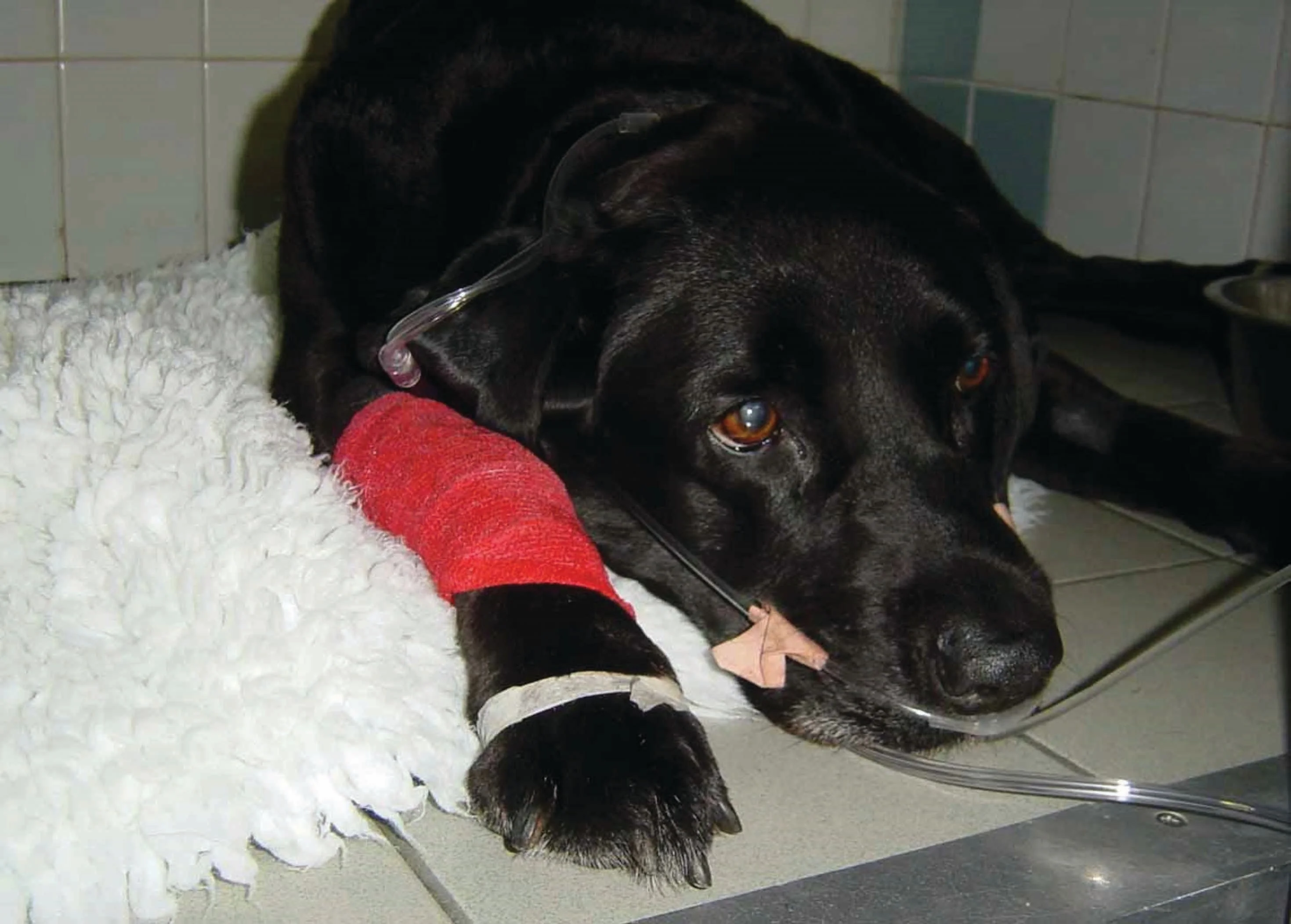 Can human heart failure interventions work in dogs? - 4