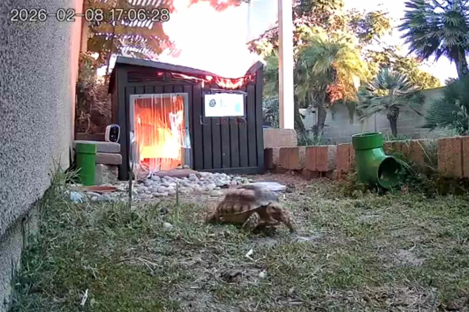 Leo The Turtle Escaping Fire Has Twitter All Ablaze - 2