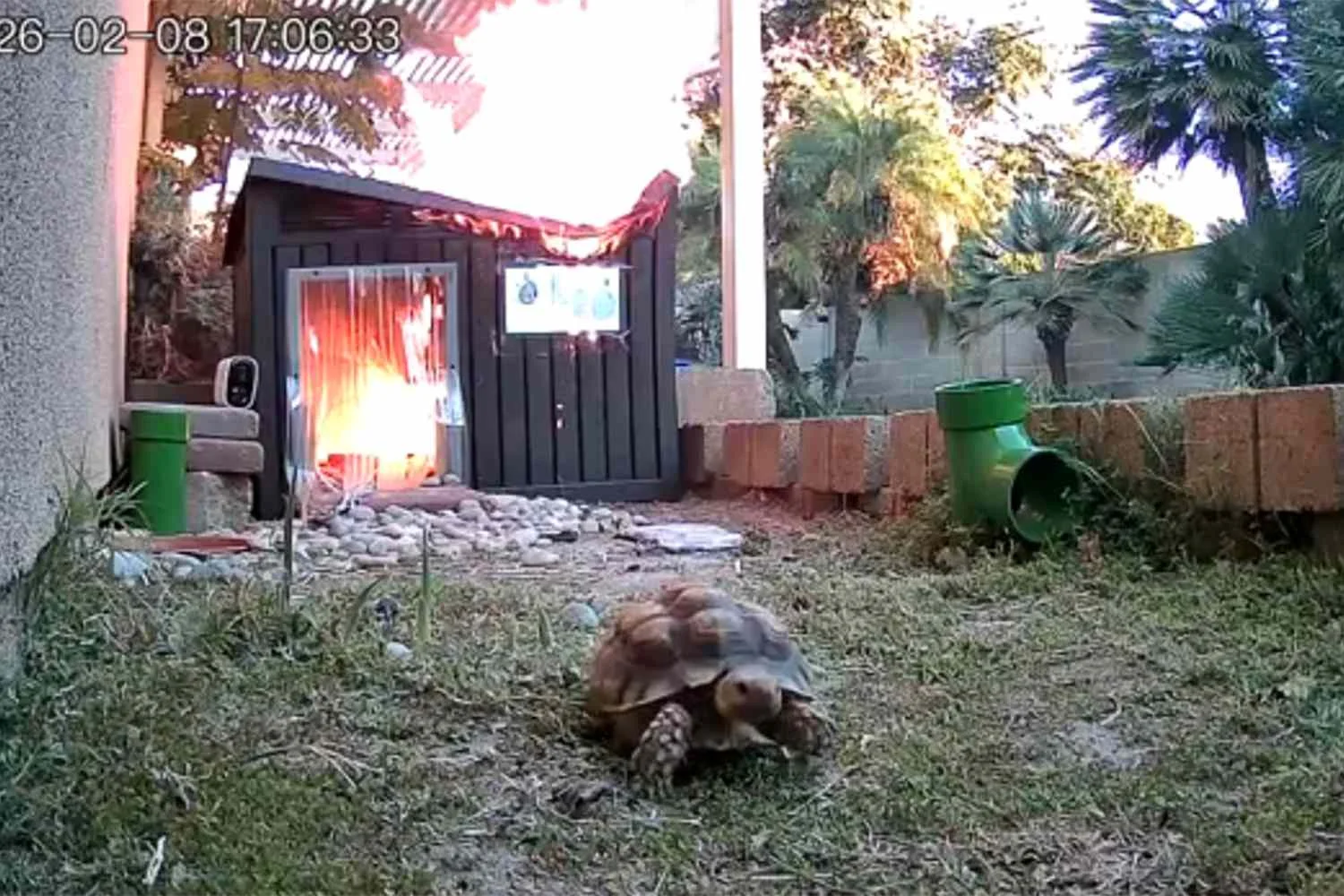 Leo The Turtle Escaping Fire Has Twitter All Ablaze - 4