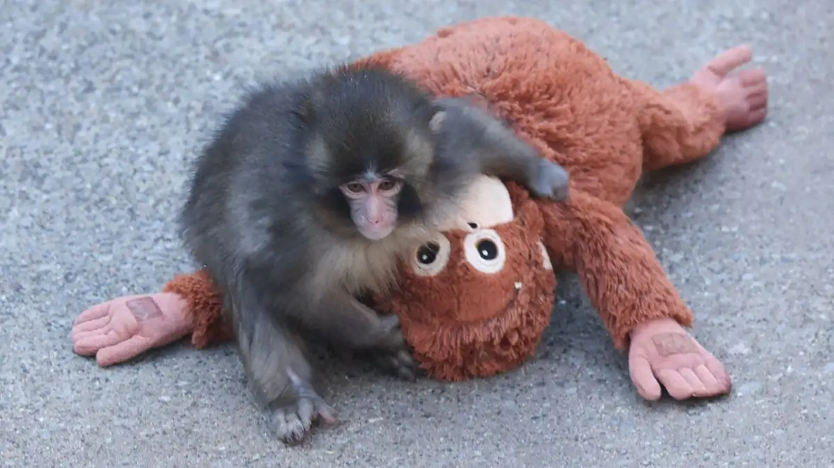 Punch The Monkey Update: Despite Global Support, He Still Gets Bullied In Heartbreaking Videos — Why Do Other Primates Hate Him? - 4