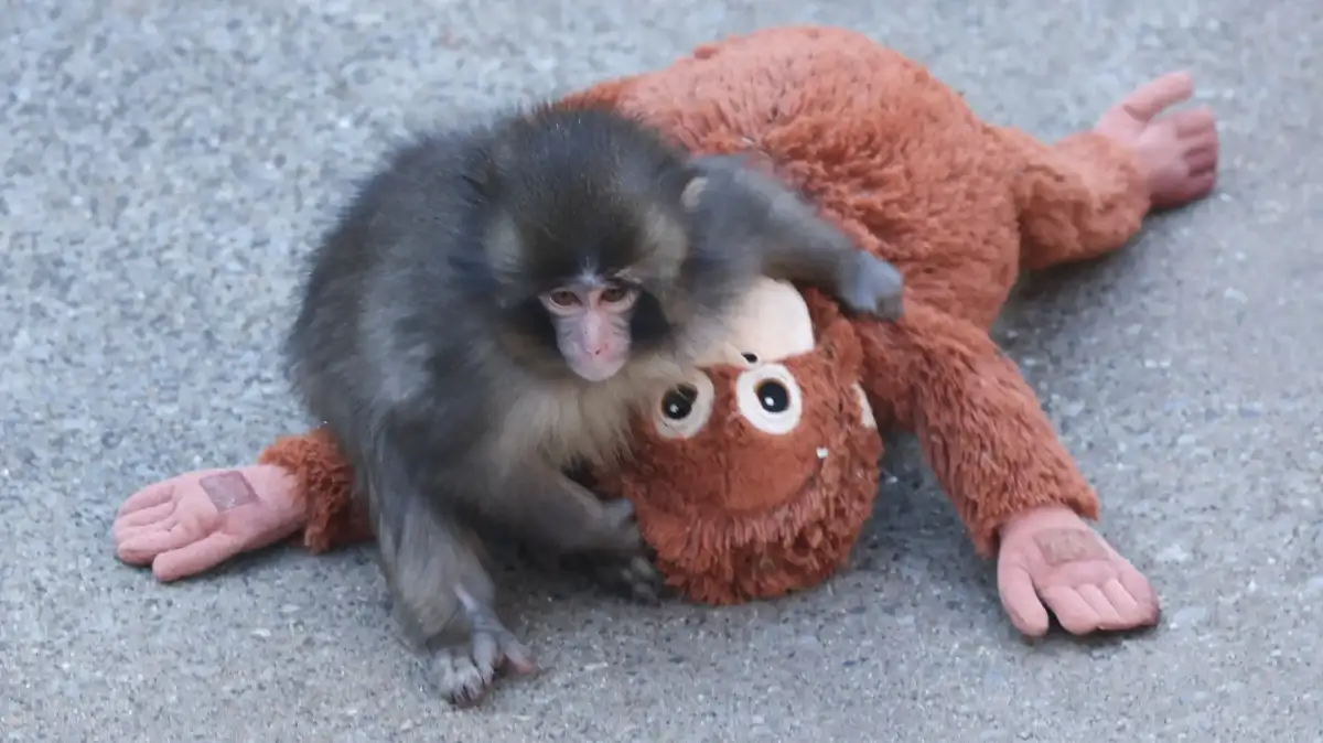 Punch The Monkey Update: Despite Global Support, He Still Gets Bullied In Heartbreaking Videos — Why Do Other Primates Hate Him? - 3