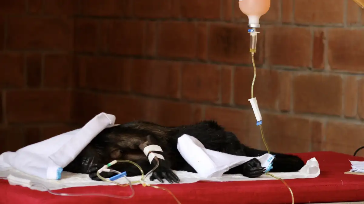 North American heat wave hit wildlife hard, but a few surprising species thrived - 4