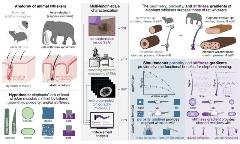Remarkable Sense of Touch in Elephant’s Trunk Isn’t Just about Muscles or Nerves: Study - 3