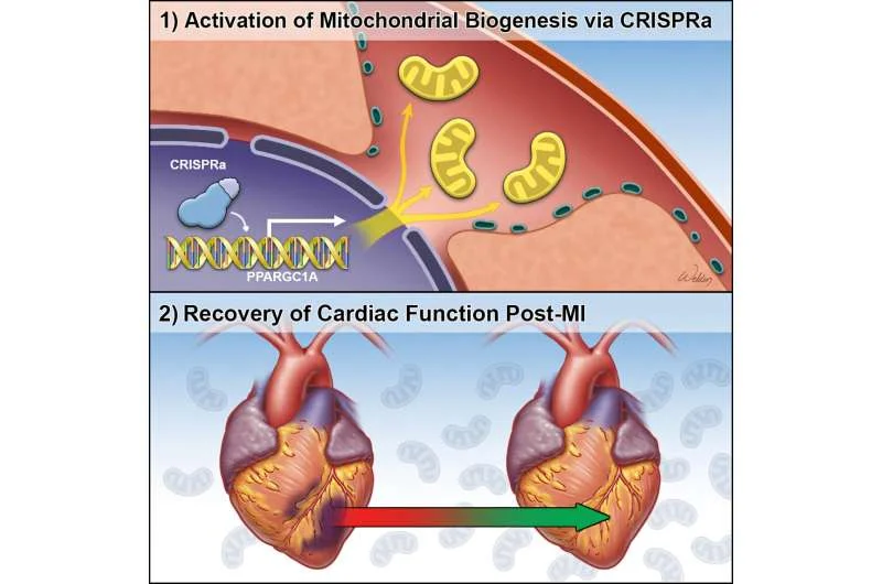 CRISPR-based technique unlocks healing power of mitochondria for heart failure therapy - 1