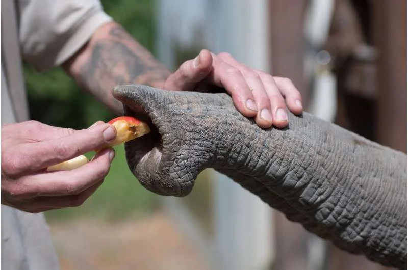 Remarkable Sense of Touch in Elephant’s Trunk Isn’t Just about Muscles or Nerves: Study - 2