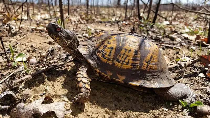 Herpetologists analyze population decline in regional turtle populations - 1