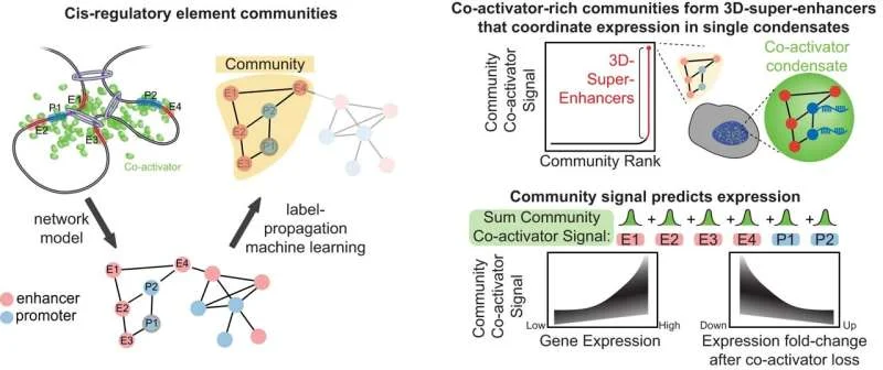 Mapping 3D-super-enhancers with machine learning to pinpoint regulators of cell identity - 1