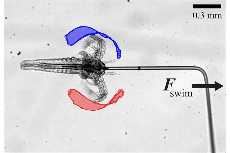 'Mesoscale' swimmers could pave way for drug delivery robots inside the body - 2