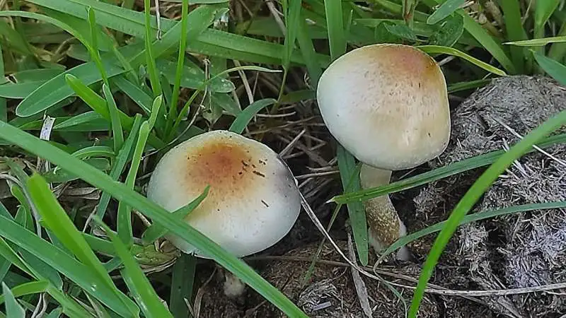 Garlic and Bread Soup - 1
