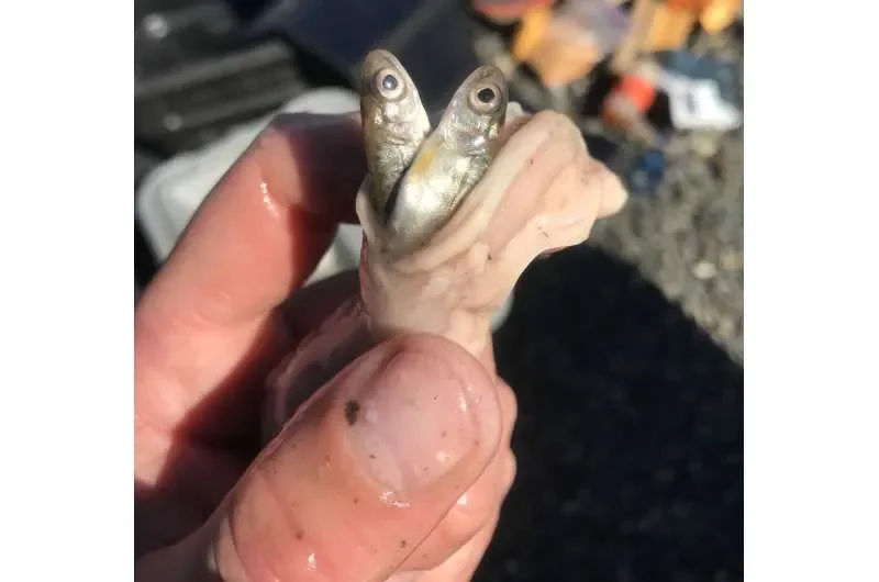 Pike eat more as water warms, threatening native species - 1