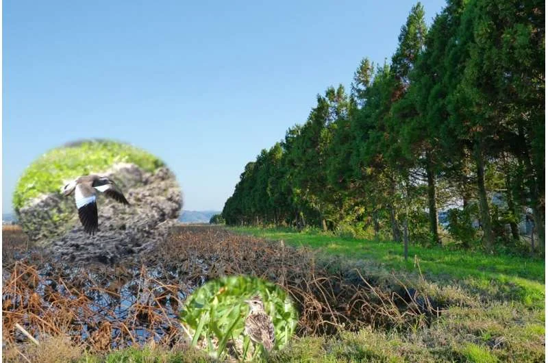 Planting tree belts on wet farmland comes with an overlooked trade-off - 3