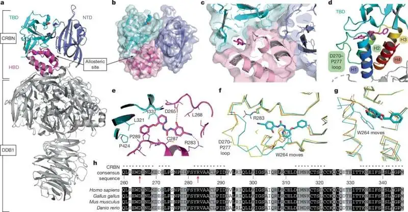 Unlocking the hidden pocket on a billion‑dollar drug target - 1