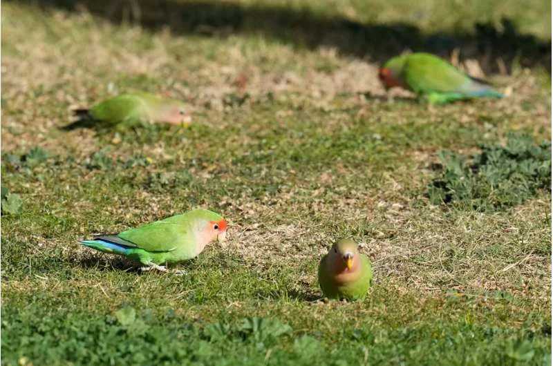 What we can learn from lovebirds, the rare birds that mate for life - 1
