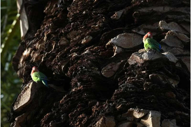 What we can learn from lovebirds, the rare birds that mate for life - 3